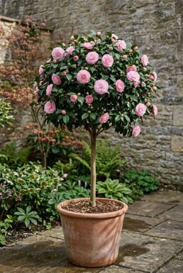 Camellia japonica 'Burnside' Hochstamm