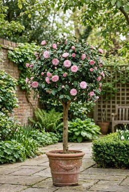 Camellia japonica 'Debbie' Stämmchen