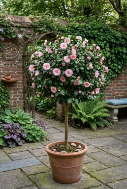 Camellia japonica 'Debbie' Stämmchen