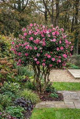 Camellia sasanqua 'Kanjiro' Mehrstämmig