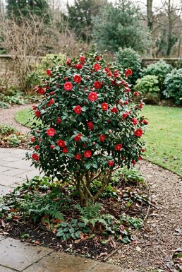 Camellia vernalis 'Yuletide' Strauch