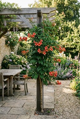 Campsis radicans Stämmchen