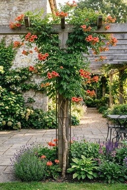 Campsis radicans Stämmchen