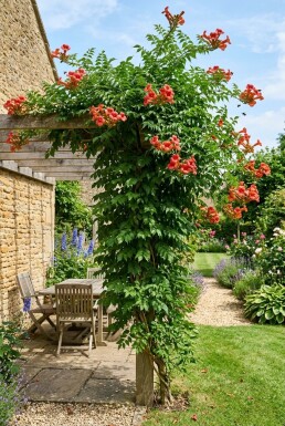 Campsis radicans 'Flamenco' Stämmchen