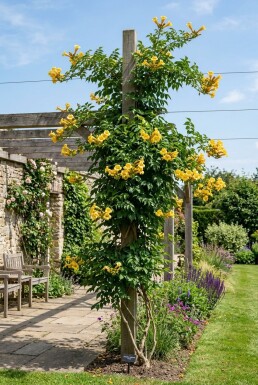 Campsis radicans 'Flava' Stab