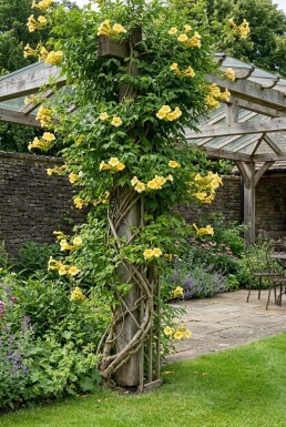 Campsis radicans 'Flava' Stab