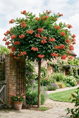 Campsis tagliabuana 'Fire Trumpet' Halbhochstamm
