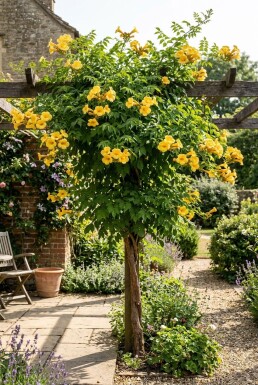 Campsis tagliabuana 'Gold Trumpet' HalbStamm