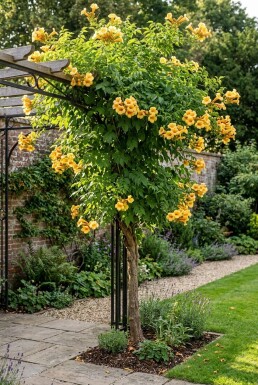 Campsis tagliabuana 'Gold Trumpet' HalbStamm