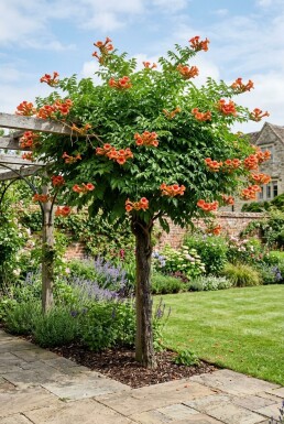 Campsis tagliabuana 'Indian Summer' Halbstamm
