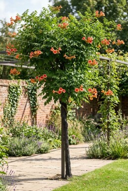 Campsis tagliabuana 'Indian Summer' Halbstamm