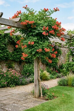 Campsis tagliabuana 'Mme Galen' Stab
