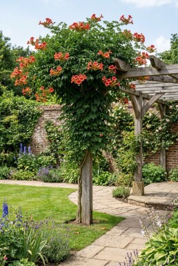 Campsis tagliabuana 'Mme Galen' Stab