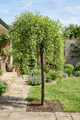 Caragana arborescens 'Walker' Halbstamm