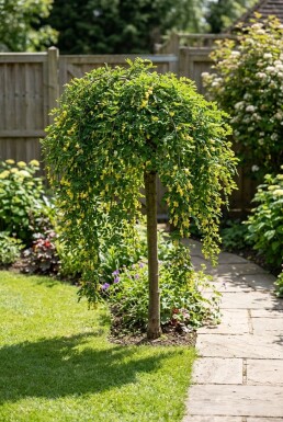 Caragana arborescens 'Walker' Halbstamm
