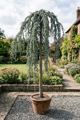 Cedrus atlantica 'Glauca Pendula' auf Stamm