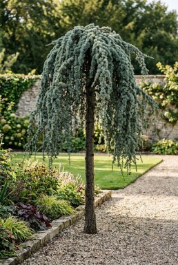Cedrus atlantica 'Glauca Pendula' auf Stamm