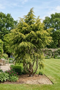 Cedrus deodara 'Aurea' Strauch
