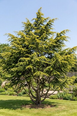 Cedrus deodara 'Aurea' Strauch