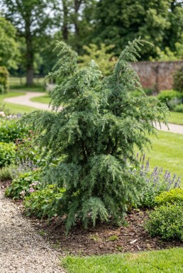 Cedrus deodara 'Eisregen' Strauch