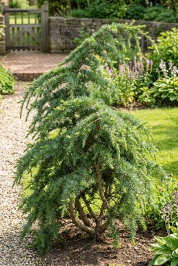 Cedrus deodara 'Eisregen' Strauch
