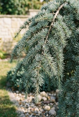 Cedrus deodara 'Feelin' Blue' Strauch
