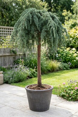 Cedrus deodara 'Feelin' Blue' Aufstammung