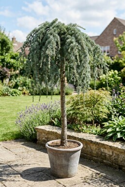 Cedrus deodara 'Feelin' Blue' Aufstammung