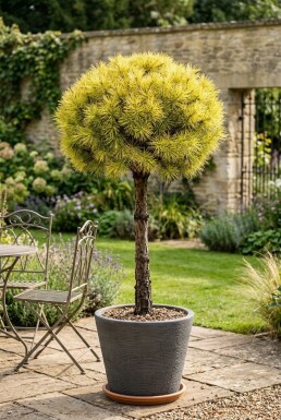 Cedrus deodara 'Lime Glow' Aufstamm