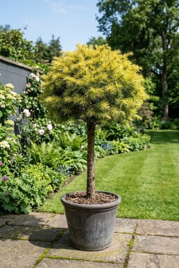 Cedrus deodara 'Lime Glow' Aufstamm