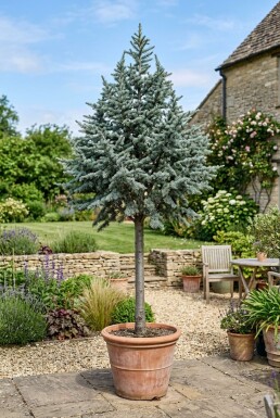 Cedrus libani 'Glauca' auf Stamm