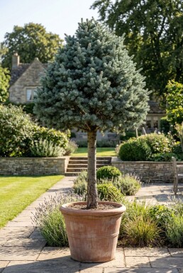 Cedrus libani 'Glauca' auf Stamm