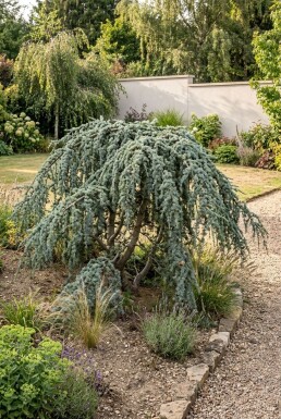 Cedrus libani 'Glauca Pendula' Strauch