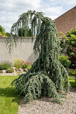 Cedrus libani 'Glauca Pendula' Strauch
