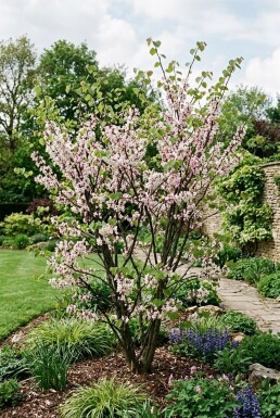 Cercis chinensis 'Shirobana' Strauch