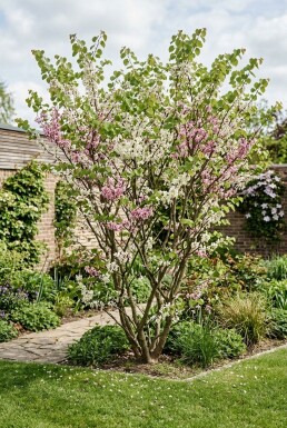 Cercis chinensis 'Shirobana' Strauch