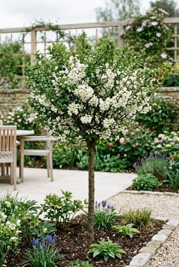 Chaenomeles speciosa 'Nivalis' Stämmchen