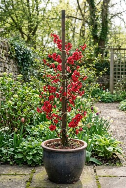 Chaenomeles superba 'Crimson and Gold' Stämmchen