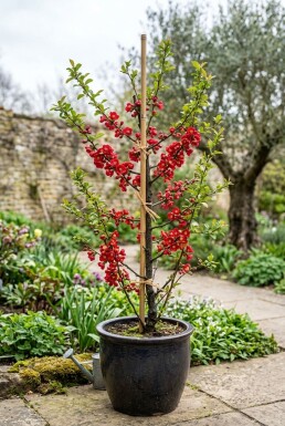 Chaenomeles superba 'Crimson and Gold' Stämmchen