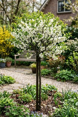 Chaenomeles superba 'Jet Trail' Stämmchen
