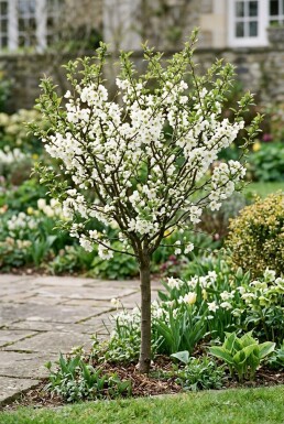 Chaenomeles superba 'Jet Trail' Stämmchen