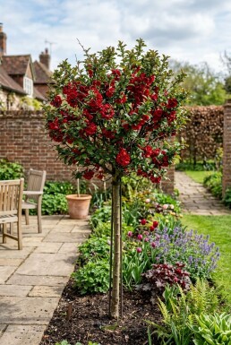 Chaenomeles superba 'Nicoline' Stämmchen