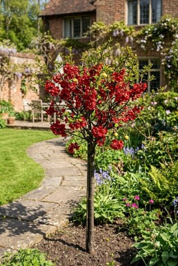 Chaenomeles superba 'Nicoline' Stämmchen