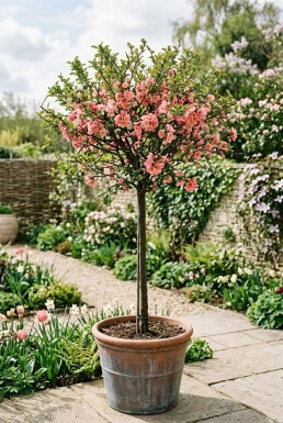 Chaenomeles superba 'Pink Lady' Stämmchen