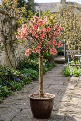 Chaenomeles superba 'Pink Lady' Stämmchen