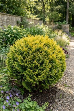 Chamaecyparis 'Butterball' Strauch
