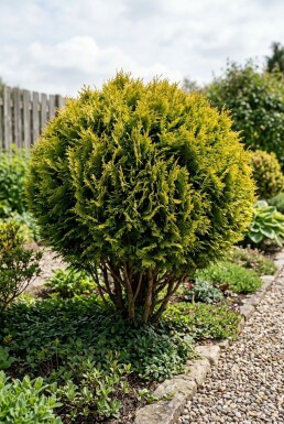 Chamaecyparis 'Butterball' Strauch