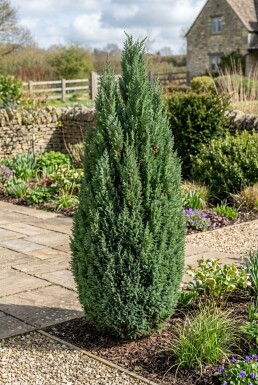 Chamaecyparis lawsoniana 'Ellwoodii' Strauch