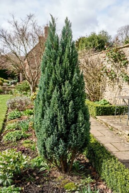 Chamaecyparis lawsoniana 'Ellwoodii' Strauch