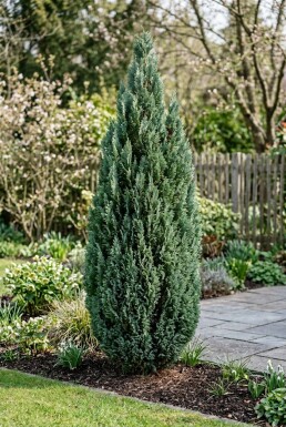 Chamaecyparis lawsoniana 'Ellwood's Empire' Strauch